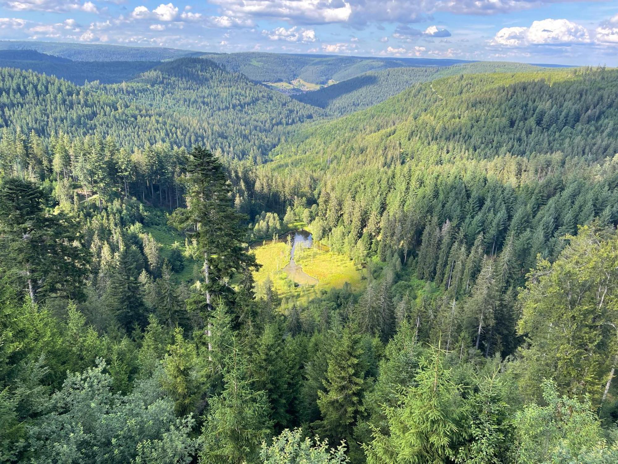 Casa Black Forest - Freudenstadt Kniebis Екстер'єр фото